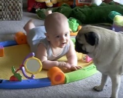 (VIDEO) Pug is Being Sweet and Playing With Baby. But Wait Until You See His Alternative Motive… LOL!