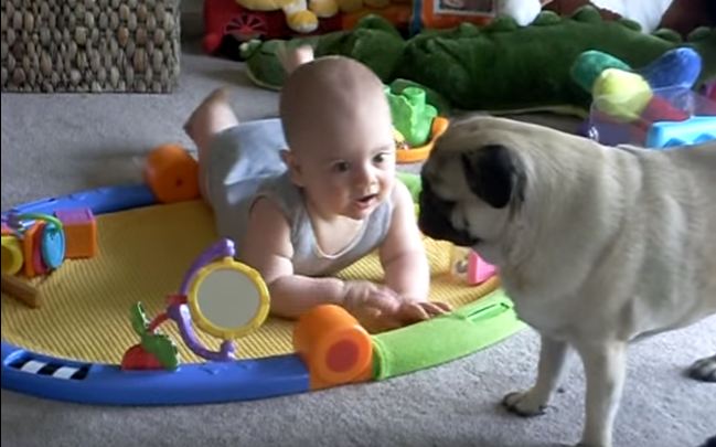 pug playing with baby