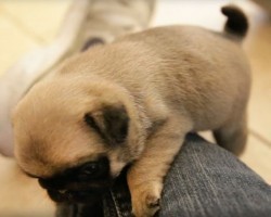 (VIDEO) Pug Puppy Decides to Have a Wrestling Match With a Pair of Jeans. Let’s See Who Wins!