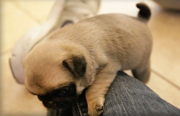 pug puppy wrestles jeans