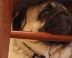 8 Examples That Prove That Dogs Love to Rest Their Chin on Absolutely Anything. LOL!