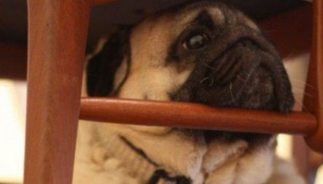 pug resting head on chair leg