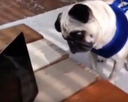 (VIDEO) Pug Watches ‘Screaming Pug Rocket’ on YouTube. What Happens Next? I Didn’t See That Coming!