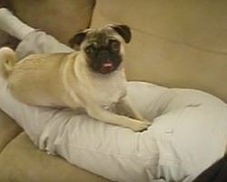 (VIDEO) It’s Time for a Pug to Get His Exercise. When You See How He Gets It? Get Ready to Laugh Hysterically!