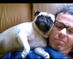 (VIDEO) Dad and Pug are Napping Side by Side. Now Wait and See What the Pug Does Right by Dad’s Face! WOW!