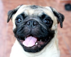 15 Factual Personality Traits You Likely Didn’t Know About Pugs
