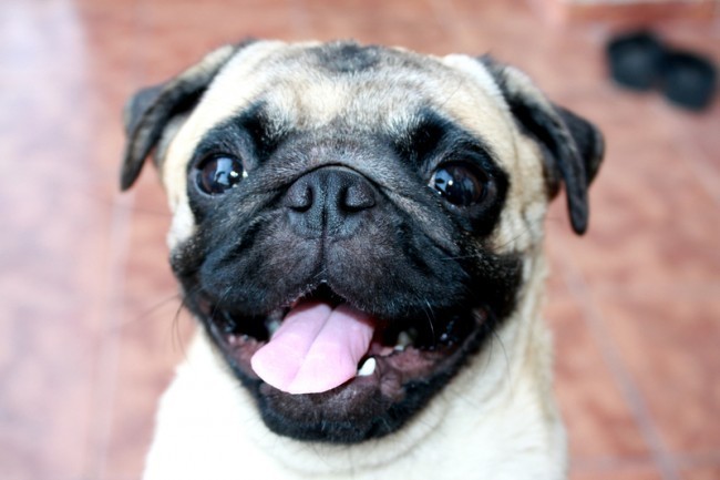 pug smile