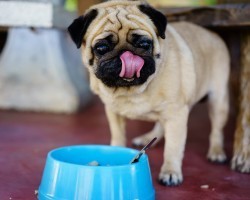 25 of the Healthiest Foods You Can Feed Your Dog (And the 11 That Can Kill Your Dog)