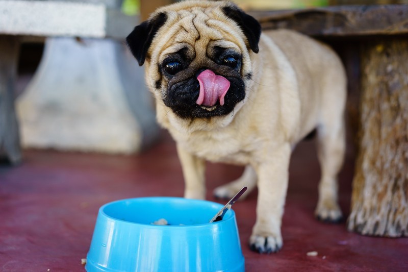 pug with food