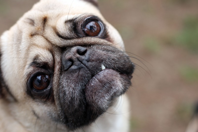 pug with questioning face