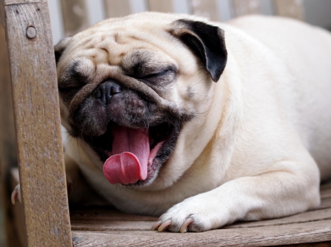 pug yawning