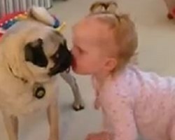 (VIDEO) This Pug and Baby are BFF’s. How They Display Their Love for One Another is Just Precious! Watch and See!