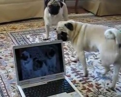 (VIDEO) Feisty Pugs Stay Entertained With a Laptop (and Each Other) and it’s Quite Comical…