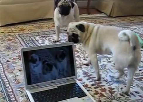pugs and laptop