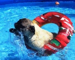 (VIDEO) Summer is Comin’ and These Pugs are Ready to Swim Their Hearts Out!