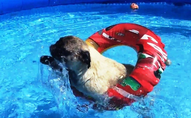 pugs love pools compilation