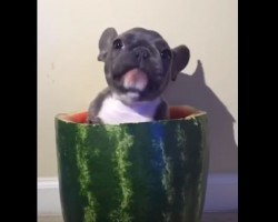 (VIDEO) Baby Frenchie is Hanging Out Inside a Watermelon. When You See Why? So Adorbs!!