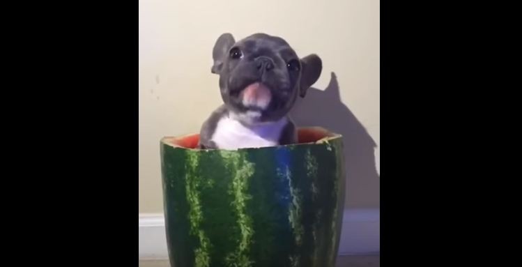 puppy inside watermelon