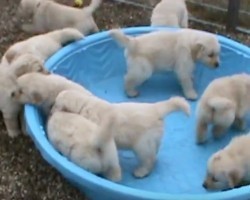 (VIDEO) Puppies Are Outside by Their Pool. When They Can’t Play in the Water? Watch This Massive Tantrum Unfold!