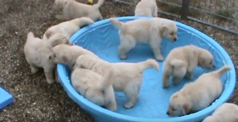 puppy pool