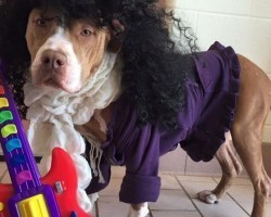 These Shelter Pooches Dressed Up Like Prince to Get Adopted. Now Wait Until You See Their Poses!