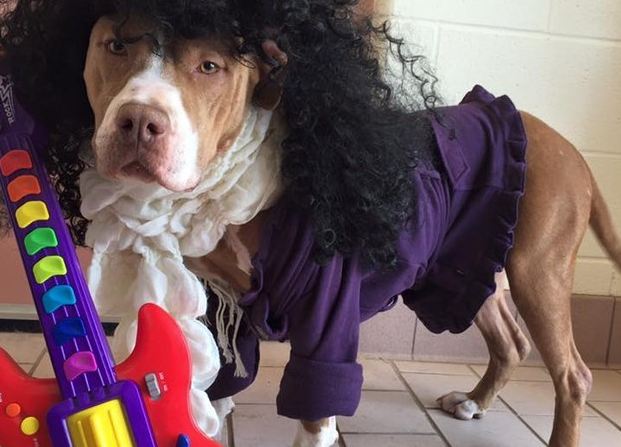 purple rain pooch