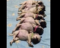 (Video) Line of the Sweetest Baby Pugs is Shattering Our Hearts a Million Times Over!