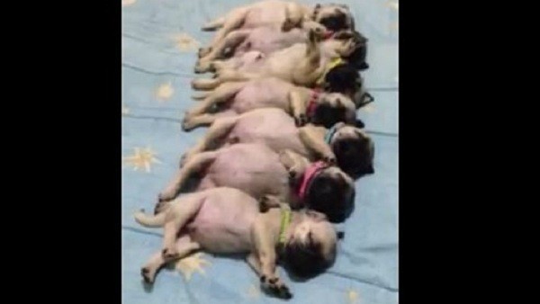 row of pug puppies