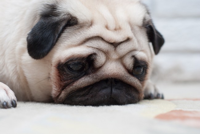 sad pug puppy