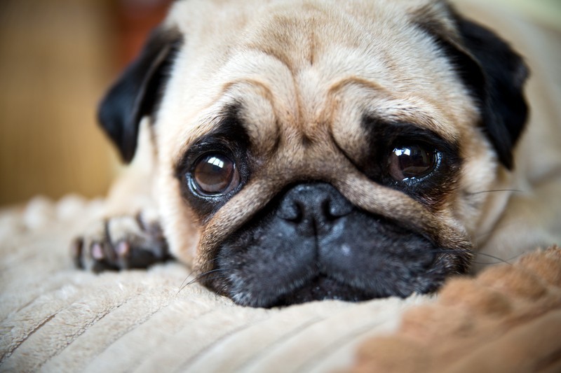 sad pug