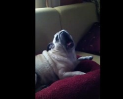 (VIDEO) When This Pug is Upset, Watch Out! She Has a Set of Lungs on Her! LOL!