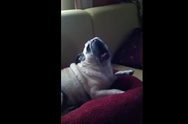 screaming pug