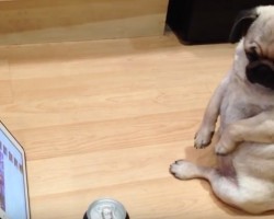 (VIDEO) Pug is Watching a Favorite Show. How He’s Sitting? I Can’t Stop Cracking Up!