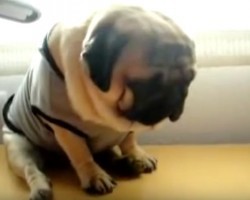 (VIDEO) Adorable Pug in a Tee-Shirt is Caught Snoozing. Now Watch How He Becomes a Pug Bobblehead, LOL!
