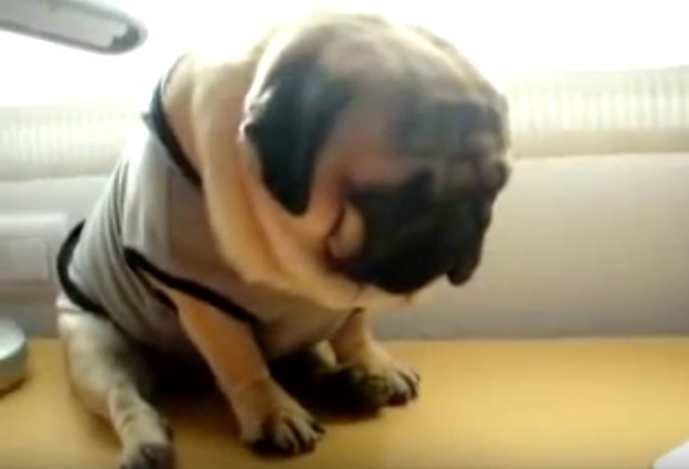 sleepy pug