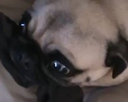 (VIDEO) Pug Acts Territorial… Over a Sock?!