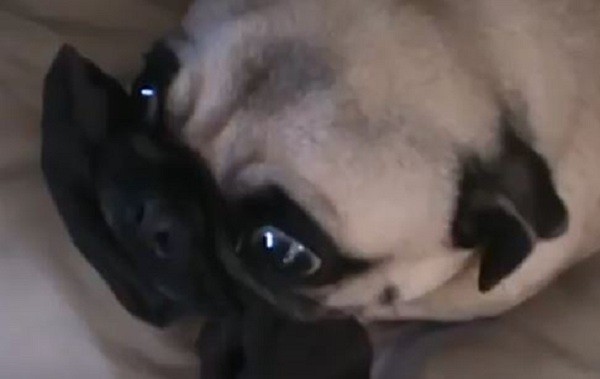 sock and pug