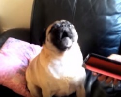 (VIDEO) This Talking Pug Sounds Just Like Us! OMG, I Still Can’t Believe What He Says!