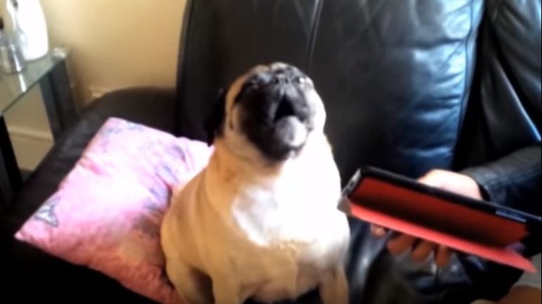 talking pug