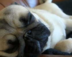 (VIDEO) So You Think Your Pug is Weird? Wait Until You See THIS Pug! LOL!