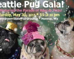 (VIDEO) This Seattle Pug Rescue Gala Will Put a Huge Smile on Your Face and Remind You to Help Pugs in Need!