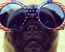 7 Pugs Who Are Going to Seriously Have the Worst 4th of July EVER.