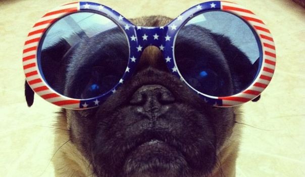 4th of July Pug