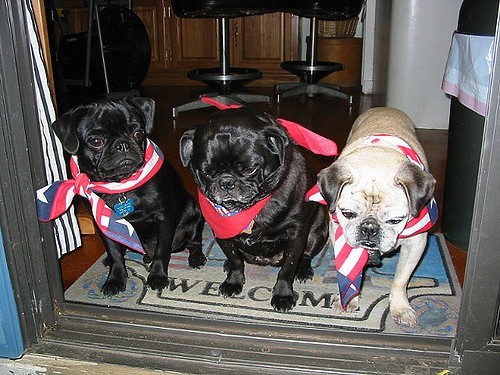 4th of July Pugs