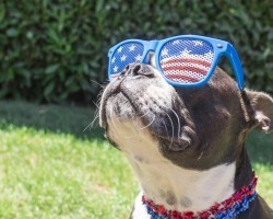 Why the Day After the 4th of July is the Busiest Day for Animal Shelters and What You Can Do About It