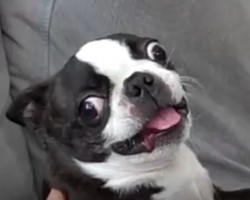 (VIDEO) This Adorable Puppy is Just a Little Bit Angry. Watch His MAJOR Freak Out Session!