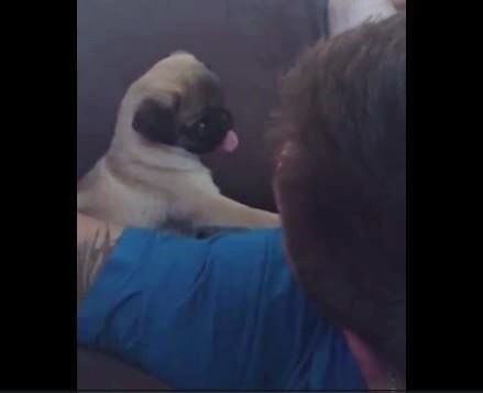 Cute Pug head Tilt