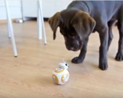 (VIDEO) This Puppy Has a New BFF and His Name is BB-8. When You See How They Play Together? I Can’t Stop Smiling!