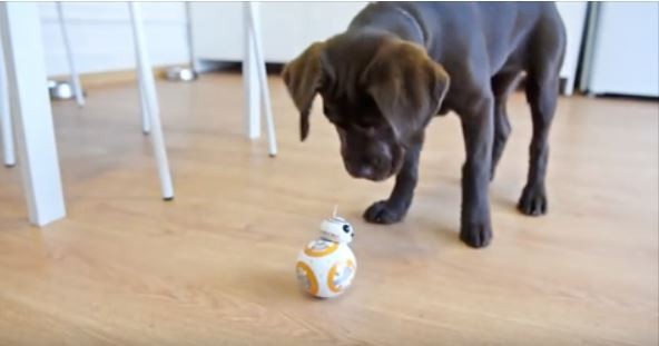 Dog and BB8