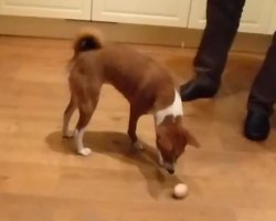 (VIDEO) Doggie is Playing With a Hard Boiled Egg. Now Watch How Confused He Becomes… LOL!